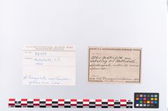 Foto von Eisenlanzenspitze (NHMW-PRAE-078109)